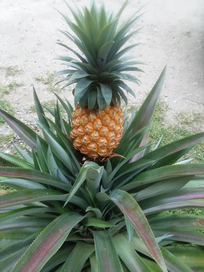 Kaireva Beach House Rarotonga Zewnętrze zdjęcie